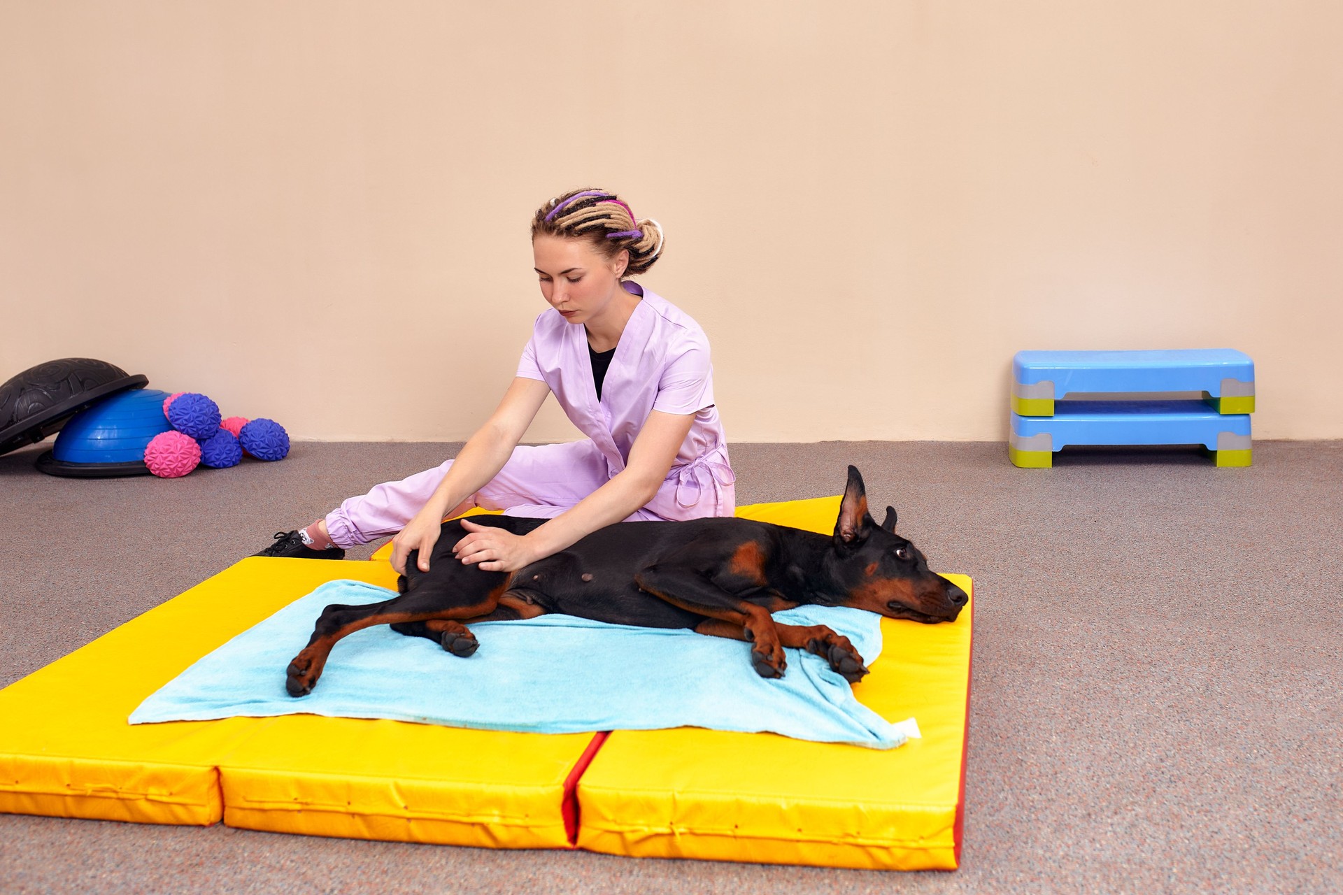 pet physical therapist make massage for big dog. Physiotherapy in veterinary clinic