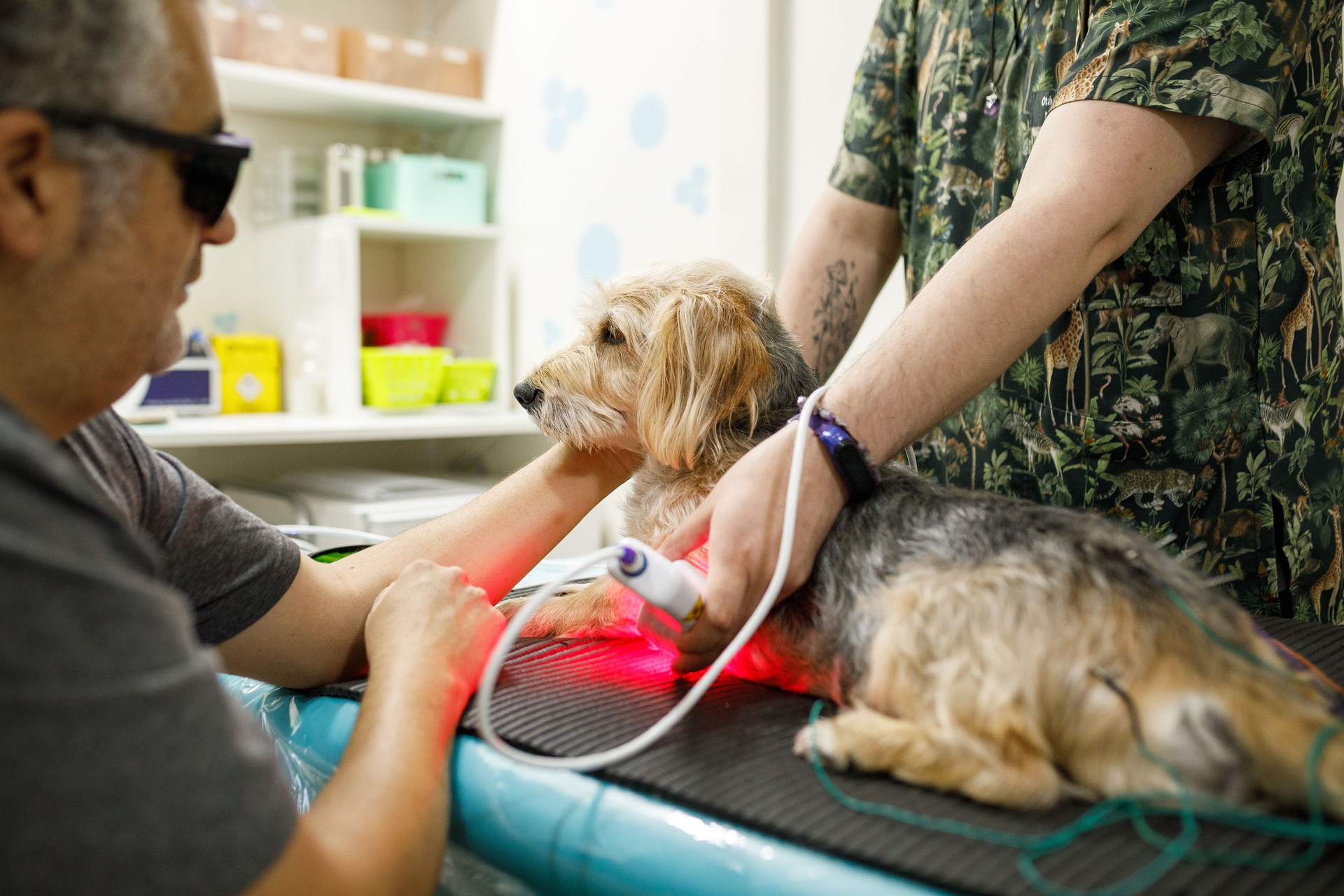 Dog having acupuncture and laser therapy