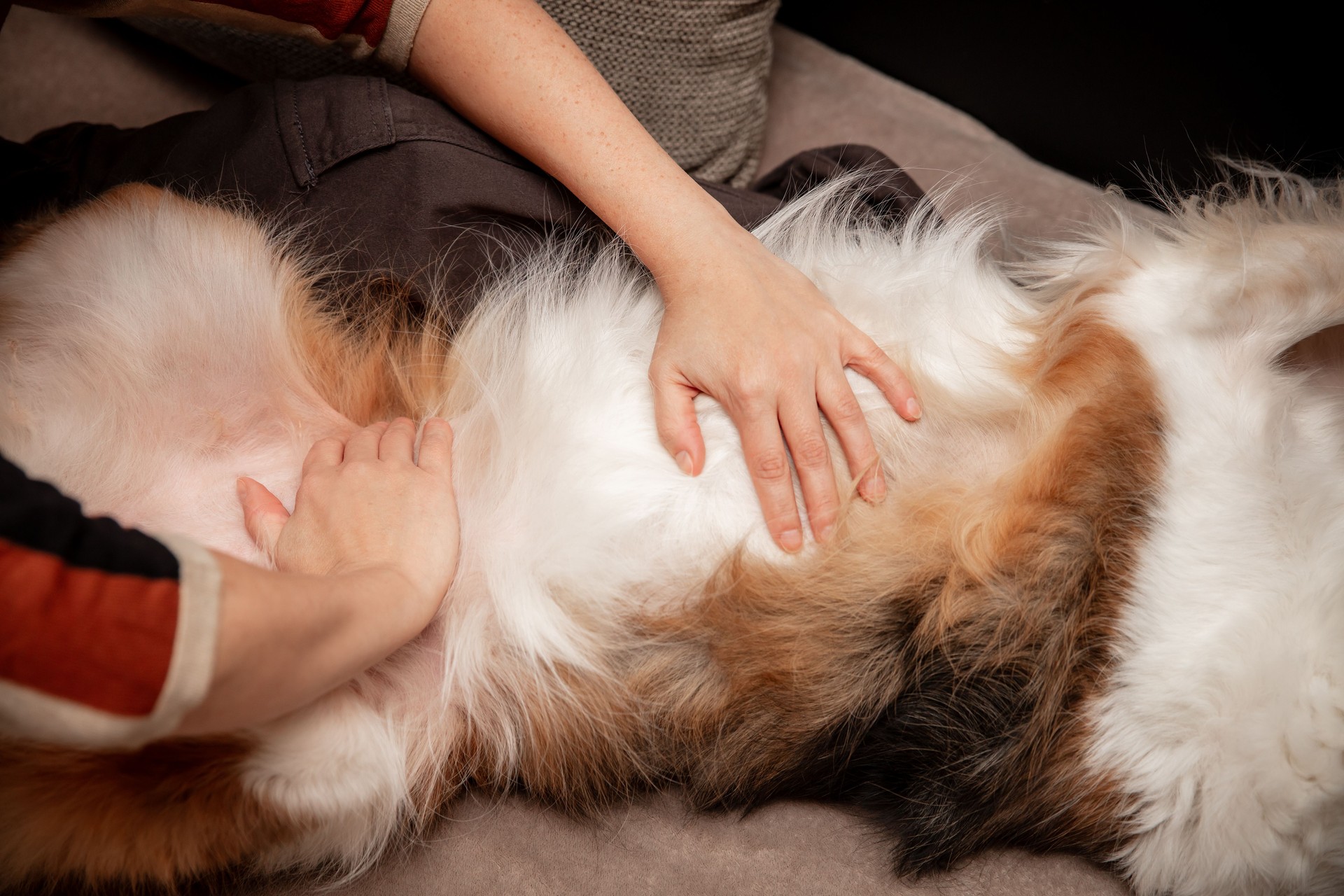 Woman gives a belly massage to her dog at home, harmony and pet love